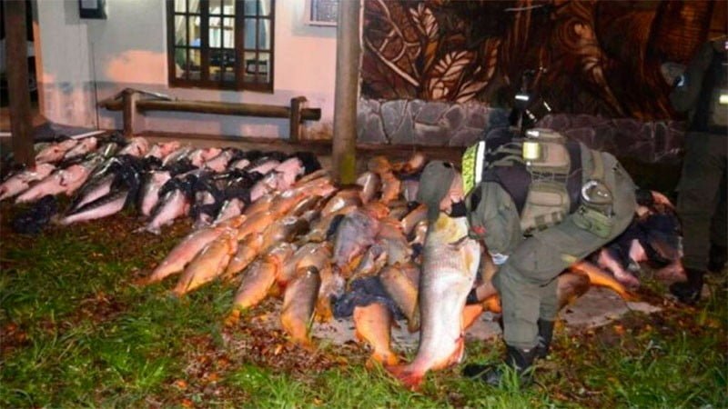 Secuestraron 200 kilos de pescado cuyo valor supera el $1.000.000