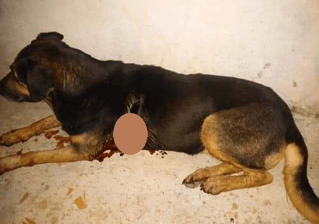 Hirieron brutalmente a una perra en Santa Elena
