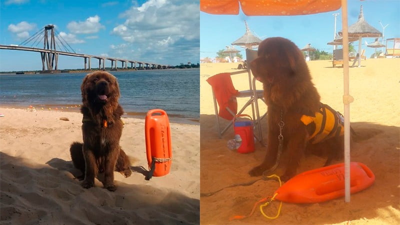 Sam, es el primer perro guardavidas que vigila las playas correntinas