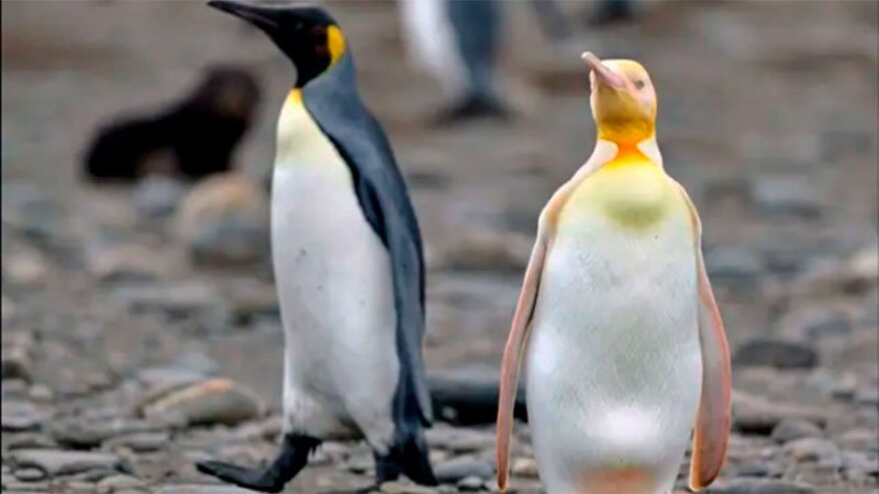 Logran fotografiar a un pingüino amarillo nunca antes visto