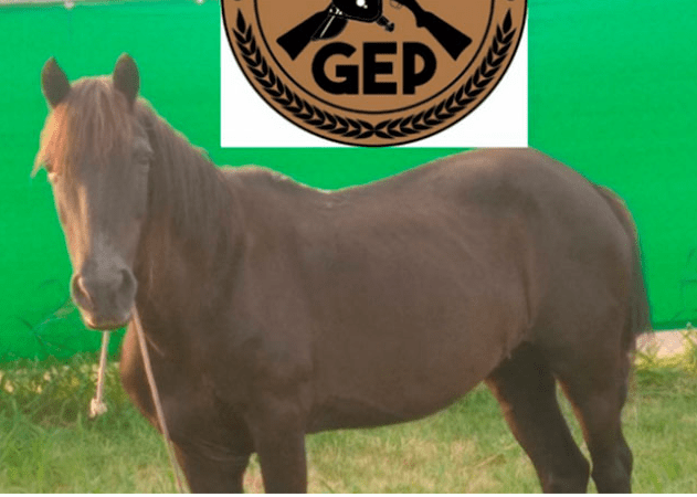 En Paraná recuperaron un caballo que había sido robado