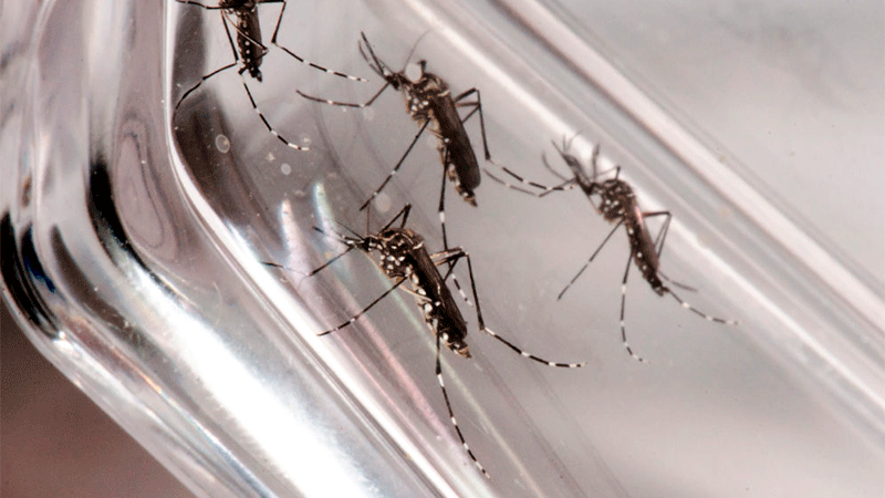 Investigación argentina: Crean método para eliminar huevos del Aedes Aegypti