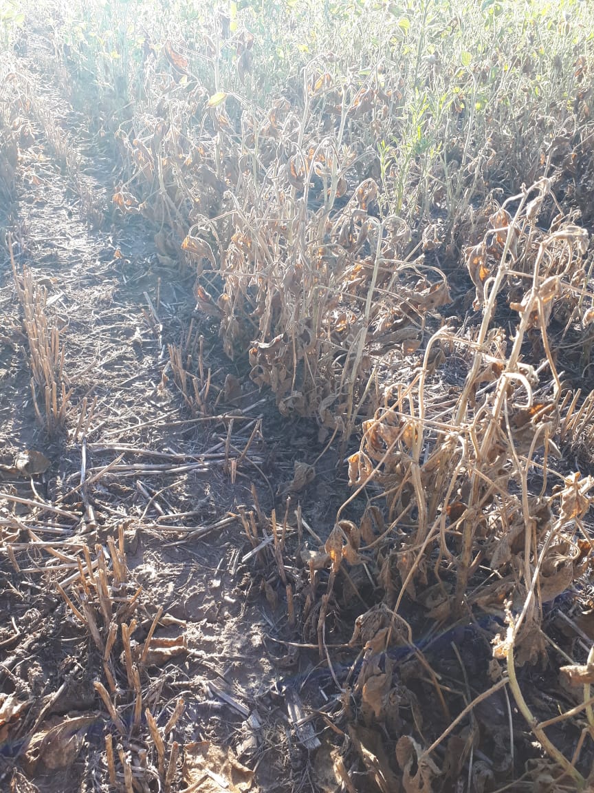 Sequía en Entre Ríos: FARER pidió la emergencia agropecuaria para cuatro departamentos de la provincia