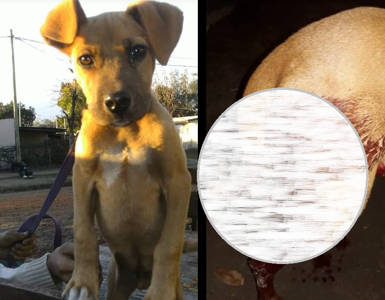 Crueldad animal en Villaguay: A un año del asesinato de Rocco Retamar