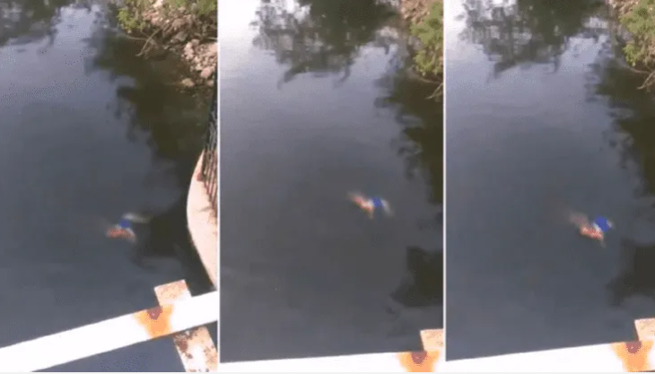 (Video sensible) El aterrador momento en que cocodrilo devoró en un río a una mujer que lavaba ropa