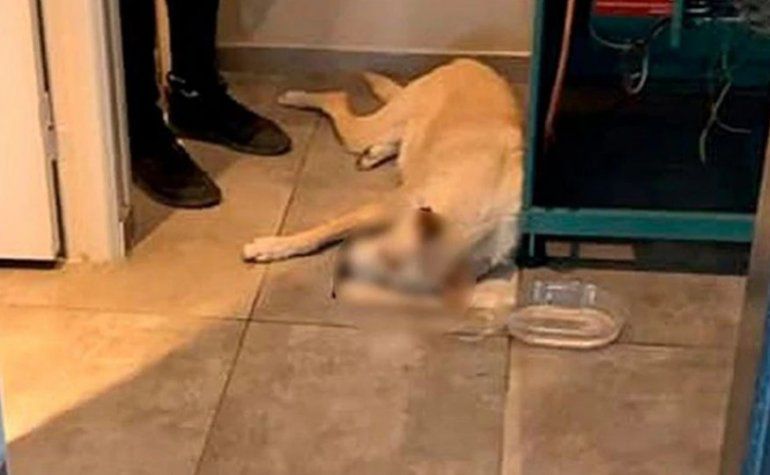 Polémica: Un perro atacó a su hija y lo mató de una patada
