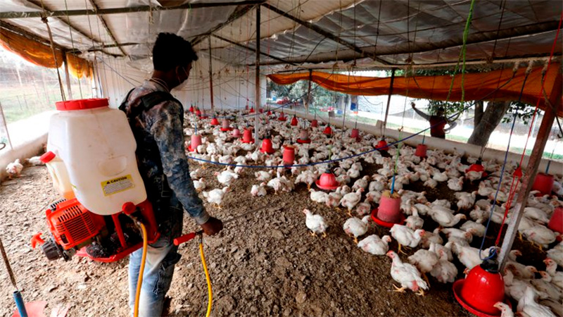 Detectaron en China el primer caso de gripe aviar H10N3