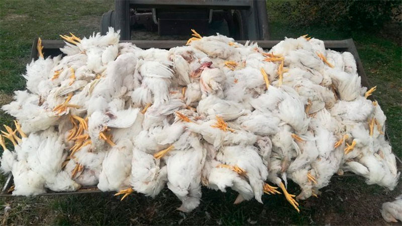 Dos niños habrían matado a palazos a 700 gallinas: Fueron declarados inimputables