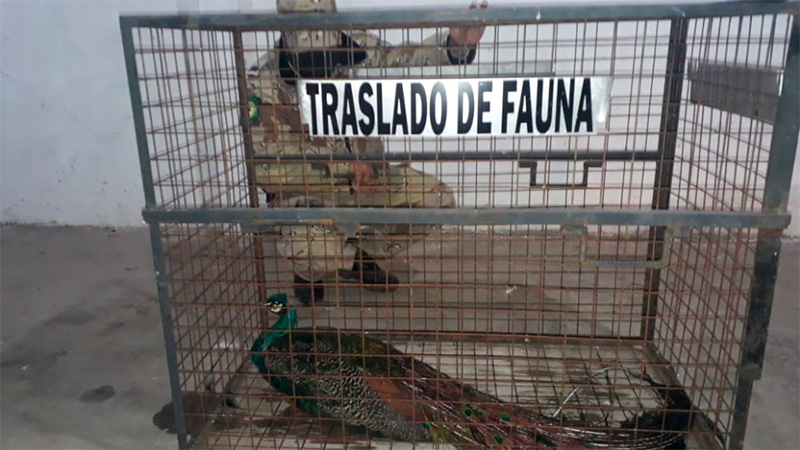 Un pavo real voló hasta la copa de un árbol en Paraná: Fue rescatado