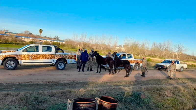 Rescataron 10 caballos que circulaban por distintos puntos de Gualeguaychú