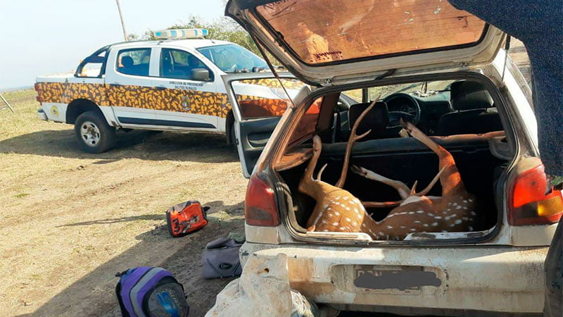 Cerca de Urdinarrain, cazadores llevaban un ciervo faenado en el baúl del auto: Fueron demorados