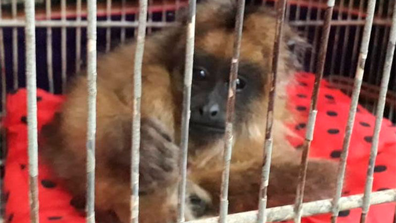 Rescataron mono capuchino en Paraná: estaba enjaulado y en malas condiciones