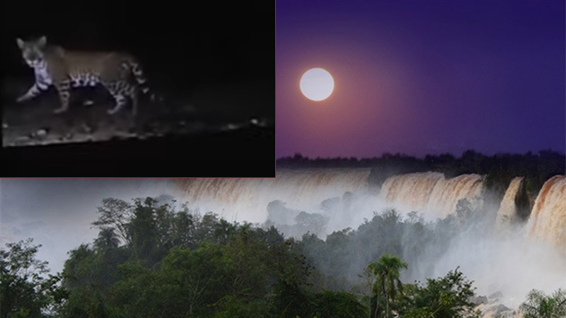 Filmaron un yaguareté durante paseo de luna llena en el Parque Nacional Iguazú