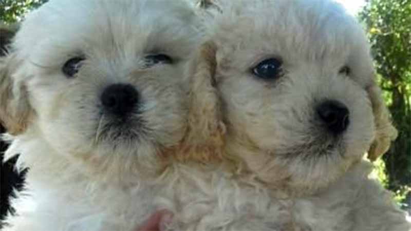 En Concepción del Uruguay ingresaron a una vivienda y se llevaron dos perritos de raza caniche