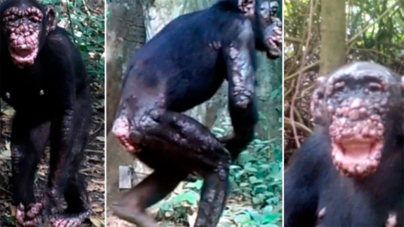 Tragedia en la naturaleza: Encuentran chimpancés salvajes con lepra