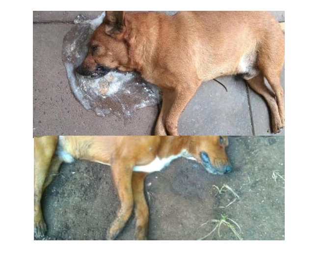 En Paraná unos 20 perros murieron envenenados en tres días