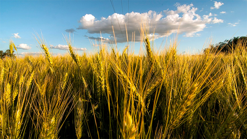 El precio del trigo superó los US$ 300: Alcanzó su valor más alto en nueve años