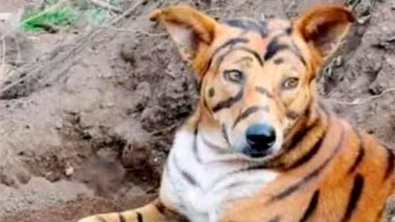 Maltrato animal: Pintaron a un perro como un tigre y terminaron detenidos