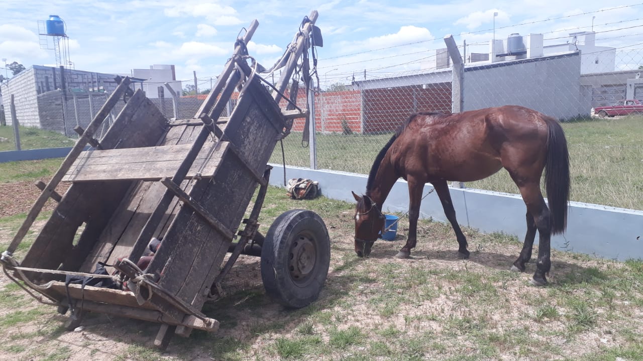 Incautan equino por maltrato animal en Concepción del Uruguay