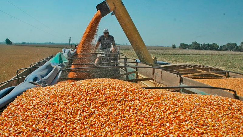 Entre Ríos registra un nuevo récord de siembra de maíz de primera