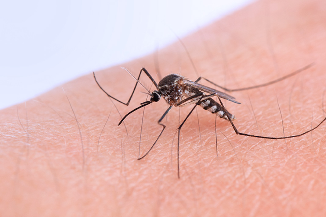 Según la OMS, los mosquitos podrían desatar la próxima pandemia