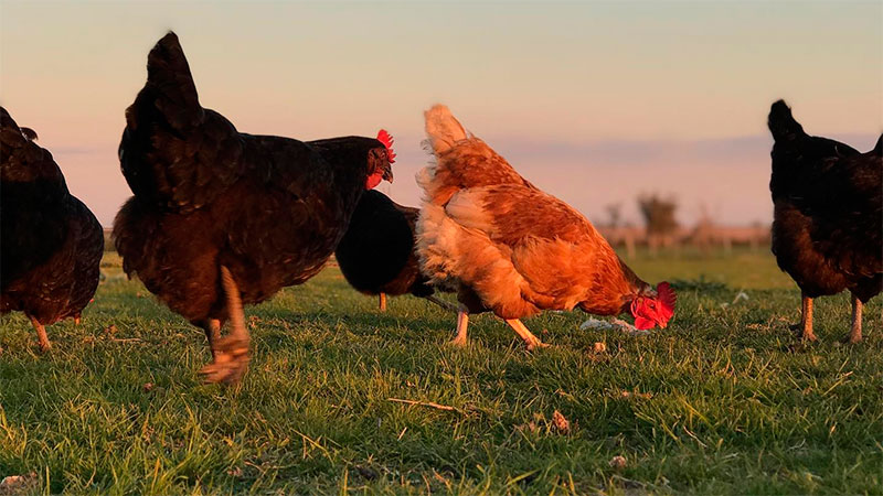 “Un gallinero en condiciones no es un riesgo para familias ni a lo ambiental”