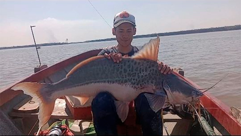 Fue a pescar para comer y sacó un patí de casi 25 kilos en el río Paraná