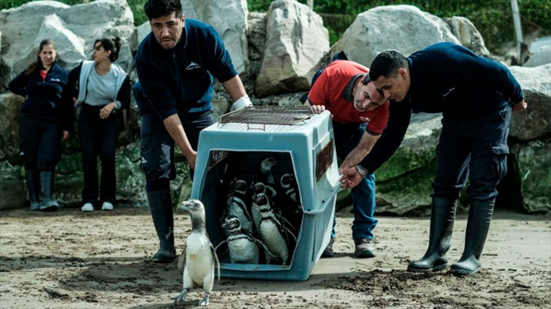 Regresaron al mar diez pingüinos de Magallanes rescatados