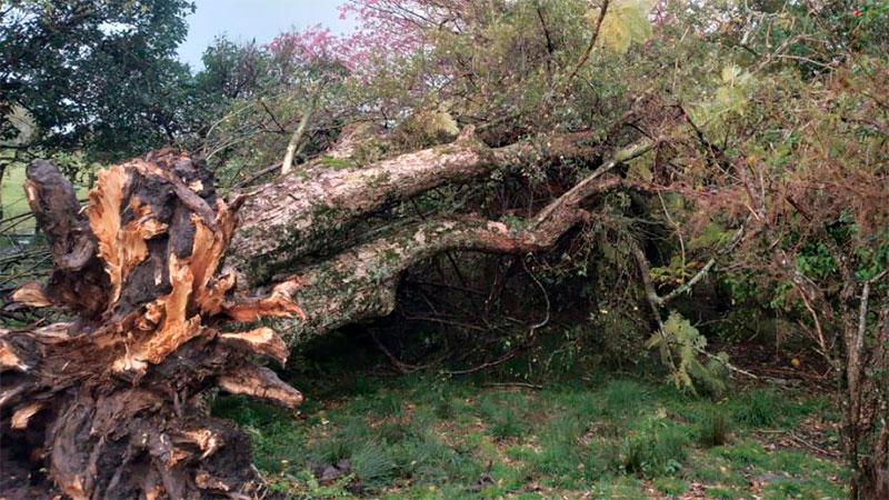 Fuertes vientos provocaron la caída de postes y árboles en localidad entrerriana