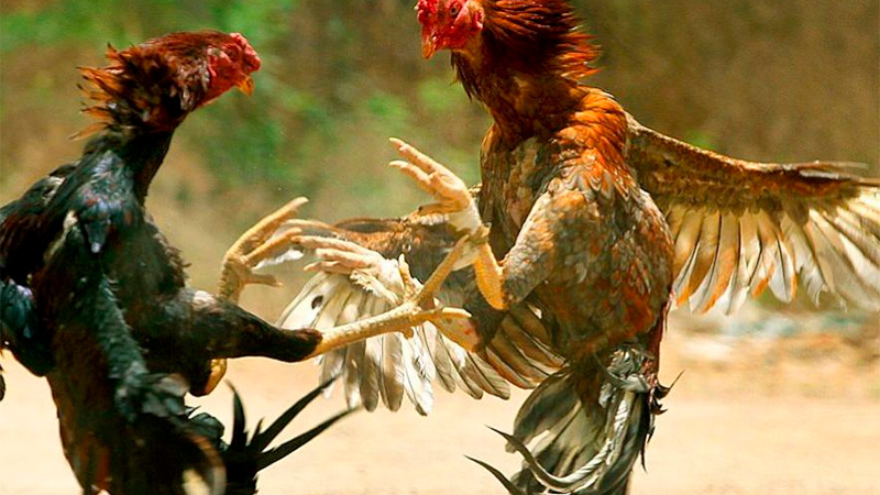 Denuncian riñas de gallos en Concordia: “Están todo el día y es una verdadera matanza”