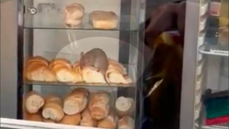 MIRA EL VIDEO: Filmaron a una rata comiendo medialunas en una panadería