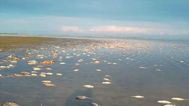 Confirman la causa de la tremenda mortandad de peces en laguna santafesina