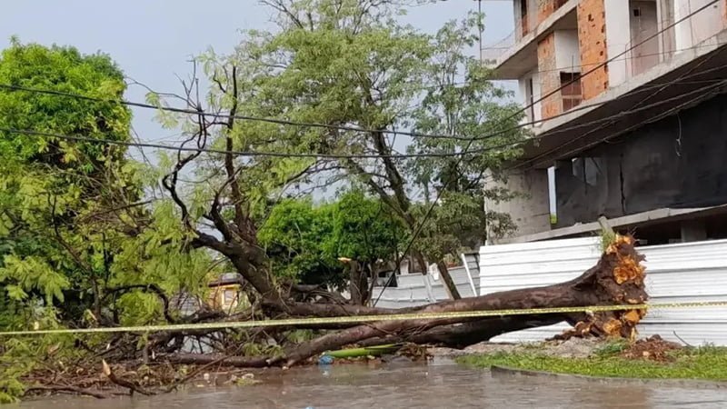 Temporal en Formosa provocó caída de árboles y voladuras de techos