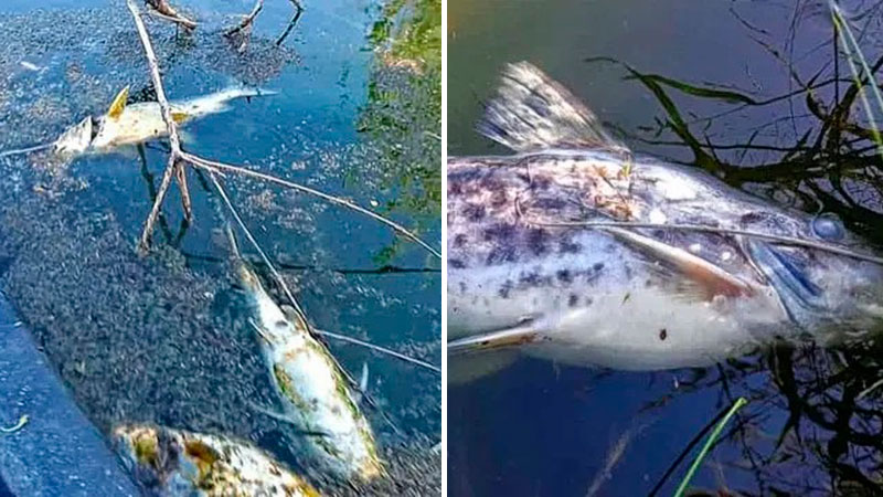 En arroyo entrerriano hallaron mas de70 peces muertos