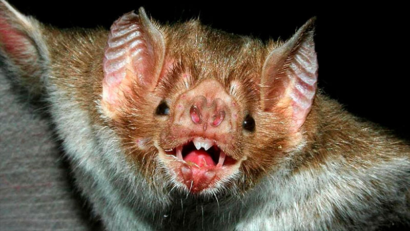 Brote de rabia transmitida por murciélagos causó la muerte de 80 animales