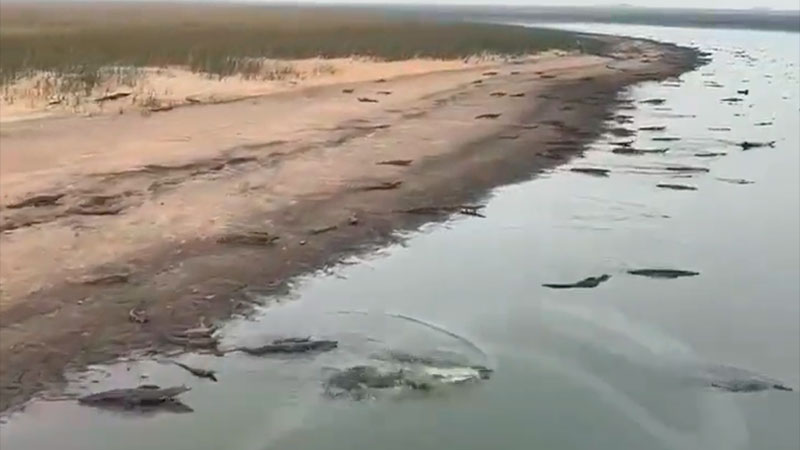 Sucede en Corrientes: Gran cantidad de yacarés huyen del fuego hacia el río