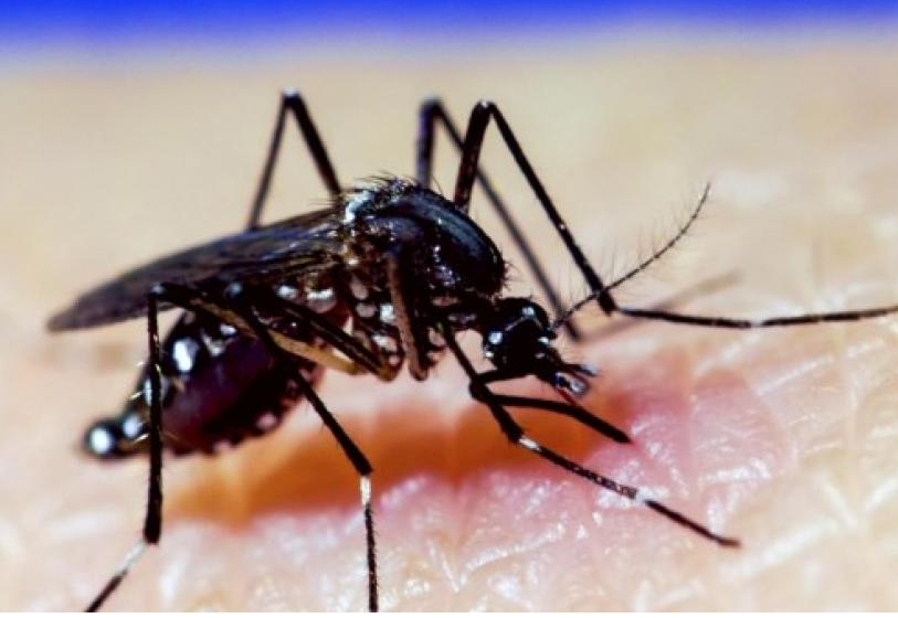 Confirmaron más de 230 mil casos de dengue Argentina