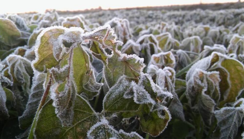 Alerta amarilla por frío extremo en Entre Ríos: la zona más afectada