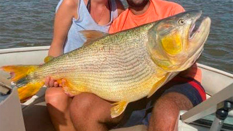 Establecieron la veda para la pesca de dorado en el Río Uruguay
