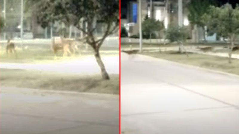Una manada de ciervos fue capturada en vídeo mientras paseaba por un barrio en Crespo