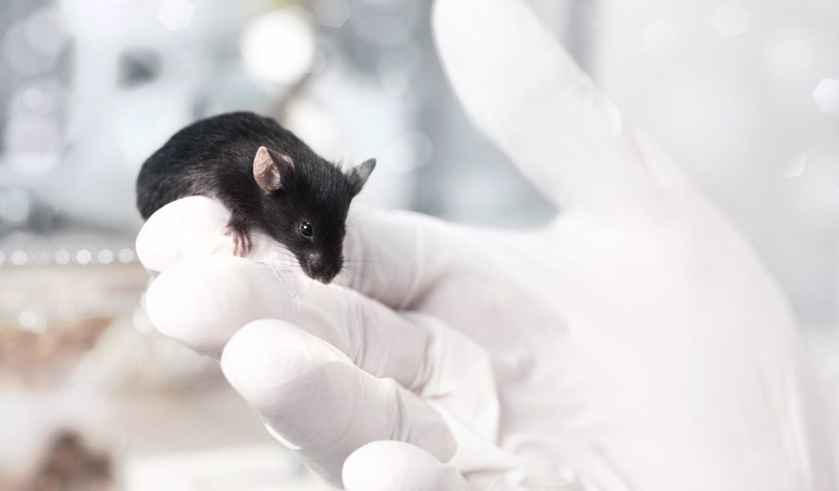 Desarrollan un material que podría permitir reducir los ensayos clínicos con animales vivos