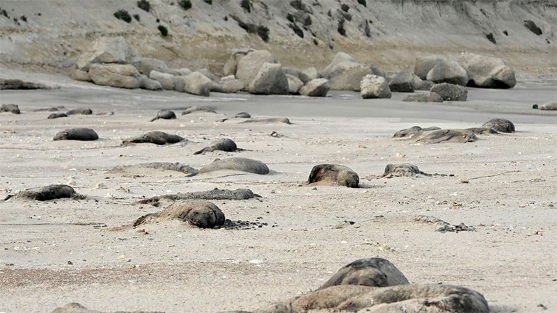 Escena desoladora en la Península de Valdés: un cementerio de elefantes marinos