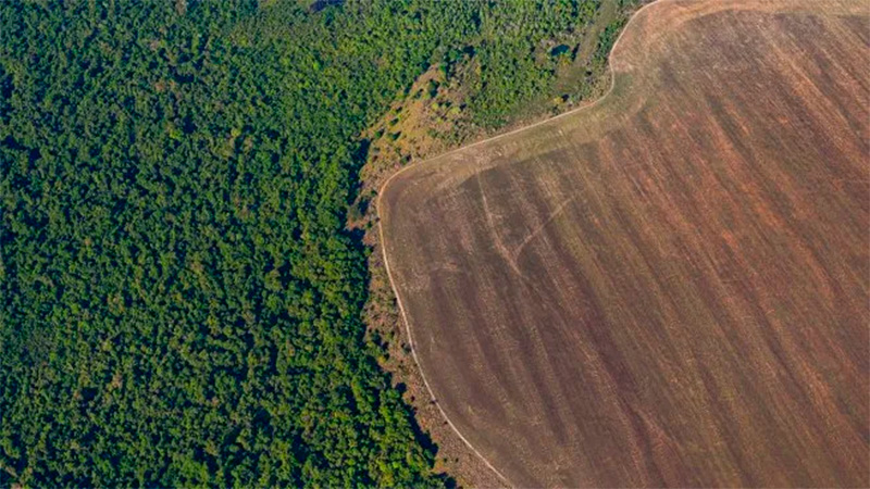 La deforestación del Amazonas en Brasil se redujo un 68% en noviembre
