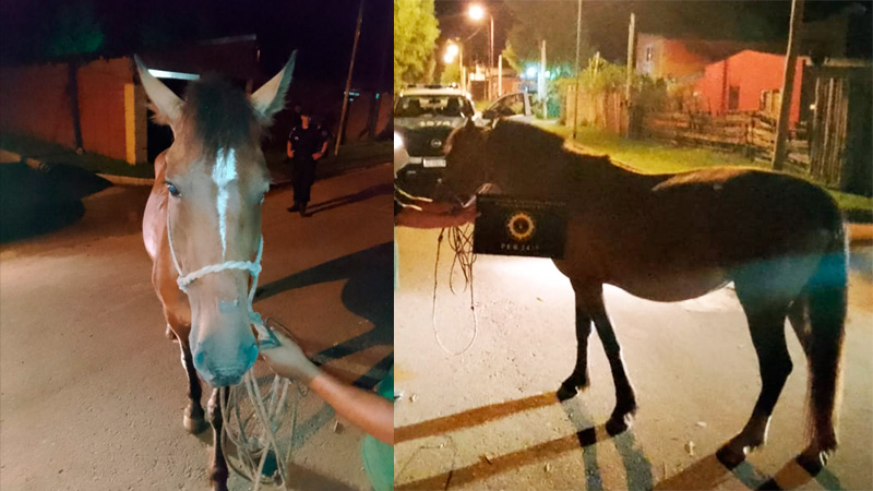 Tras denuncia por el robo de caballos en Uruguay, recuperaron uno en Concordia