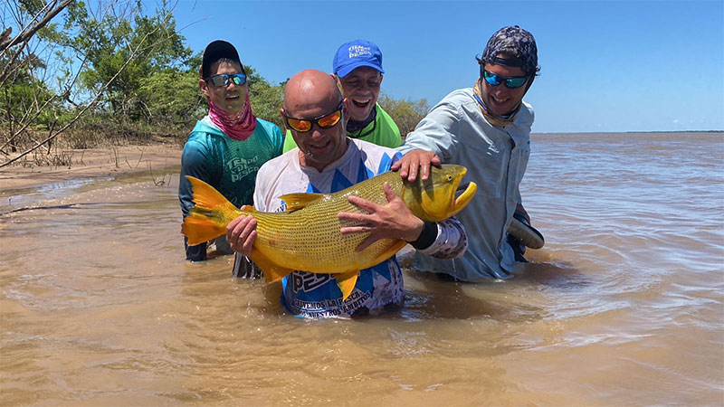 Pescaron un dorado de gran tamaño en el Paraná y lo devolvieron al río