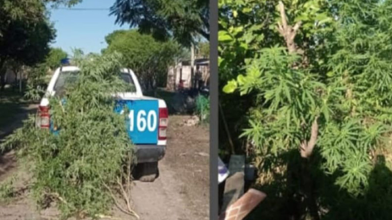 Hasenkamp: Secuestraron plantas de marihuana en el vivero de un domicilio
