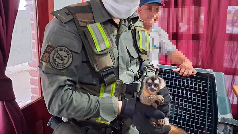 MIRA EL VIDEO: Llevaban cinco monos encerrados en dos cajas