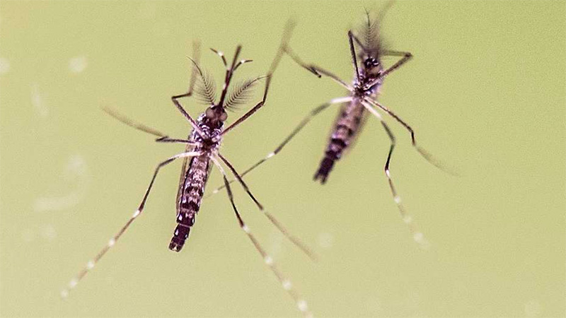 Coinfección del dengue: qué significa y cuál es su riesgo