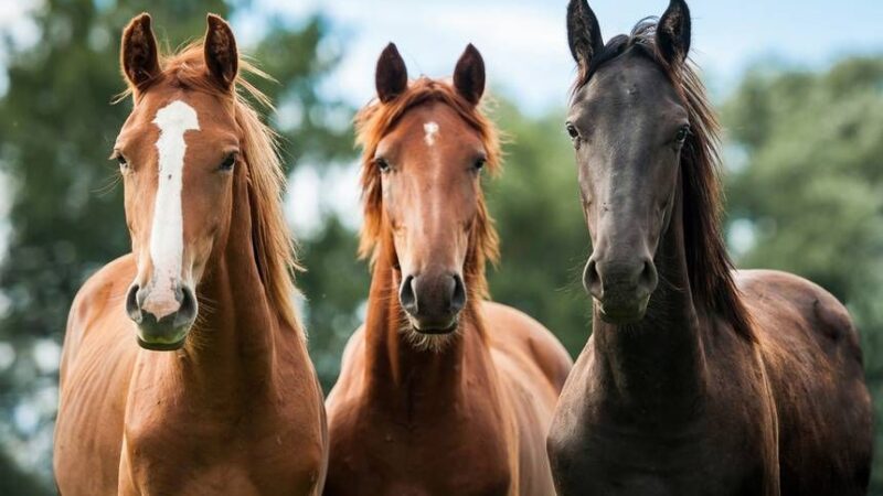 Proteccionistas denuncian que faenan caballos para hacer chorizos