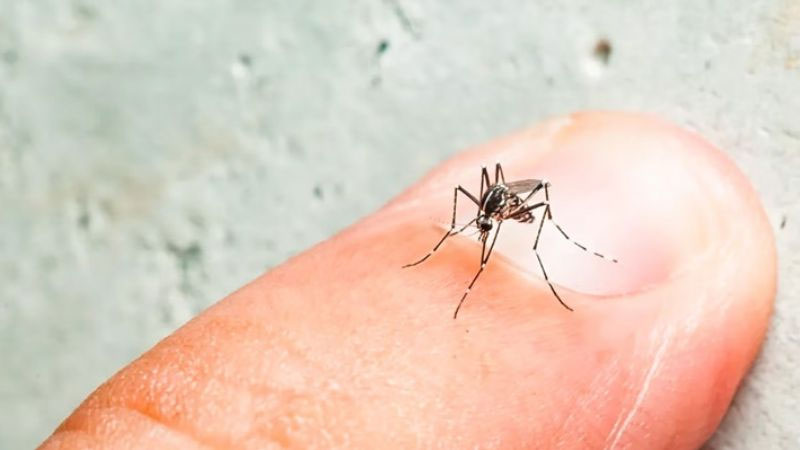 Dengue en Concordia: cada vez hay más casos “graves”, aseguran